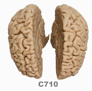 [독일Zimmer] 뇌 표준모형 C710 (실물규격) Human Brain,actual cast.