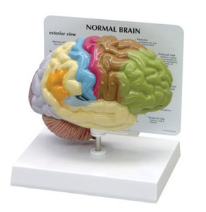 [GPI] 뇌모형 G295 (Normal Bran,1/2 size Brain)