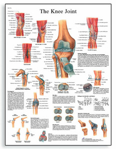 [3B] 무릎관절 차트/VR1174L(코팅),VR1174UU(비코팅)/Knee Joint Chart/ Size 50x67cm