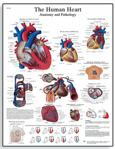[3B] 심장차트,순환계차트/VR1334L(코팅),VR1334UU(비코팅)/The Human Heart Chart/ Size 50x67cm