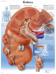 [3B] 신장차트 R1515L(코팅) Kidney Chart (Size 50x67cm)