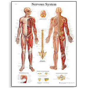 [3B]뇌,척수,신경계차트/VR1620L(코팅),VR1620UU(비코팅)/Nervous System Chart/ Size 50x67cm