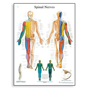 [3B] 척추신경차트 VR1621L (코팅) Spinal Nerves Chart (Size 50x67cm)