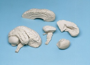[독일Zimmer] 8분리 뇌모형 C85 (부드러운재질,실물규격) Soft Brain,8 parts.
