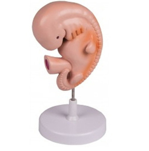 [독일Zimmer] 임신4주 태아모형 L215 (Human Embryo,4 weeks)