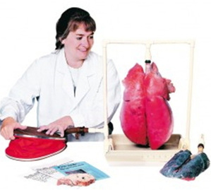 [독일Zimmer] 병든폐,정상폐 비교모형 R10060 (시연용,실물규격) Lung Demonstration Model