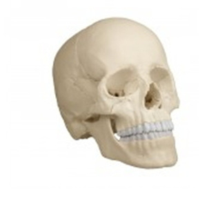 [독일 Zimmer] 두개골모형 4701 (실제규격,22분리) Osteopathic Skull Model,22 part, anatomical version