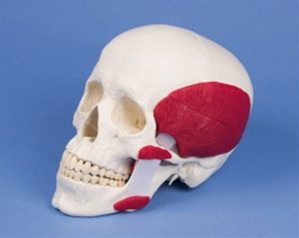 [독일Zimmer] 두개골모형 4512 (저작근시연,실제규격,2분리) Skull with masticatory muscles,2-part
