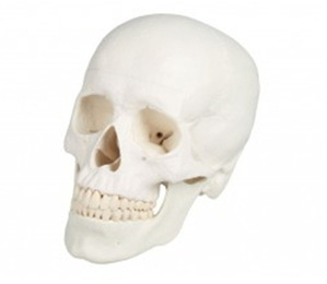 [독일Zimmer] 3분리 두개골 모형 4500 (실제규격,3분리,기본형 ) Skull model,3 parts/YS