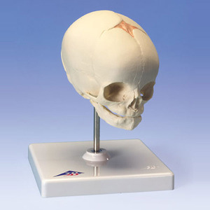 [3B] 태아 두개골모형 A26 (Foetal Skull Model,natural cast,30th week of pregnancy,on stand)