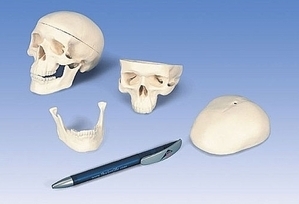 [3B] 3분리 미니 두개골모형 A18/15, (Mini Skull Model,3 part) 10*8*8cm