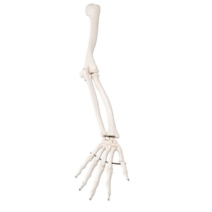 [3B] 팔골격모형 A45,A45L,A45R (Arm Skeleton)