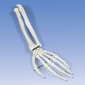 [3B] 손모형 팔모형 A41,A41L,A41R (Hand Skeleton ulna and radius) 손과팔 골격모형