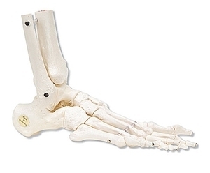 [3B] 발과 발목 모형 A31/1,A31/1L,A31/1R (Loose foot ankle skeleton elastic bungy)