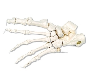 [3B] 발골격모형 A30/2,A30/2L,A30/2R (Foot Skeleton loosely threaded) 발가락뼈모형
