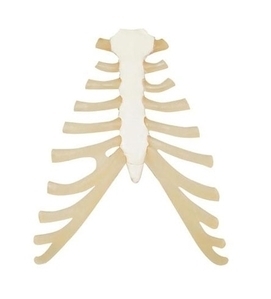 [3B] 흉골모형 A69 (늑골 연골조직포함,Sternum with rib cartilage)
