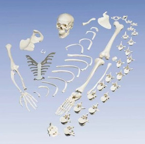 [3B] 분리형 반신 골격모형 A04/1 (Disarticulated Half Skeleton)