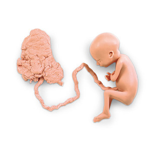 [나스코] 7개월 태아모형 LF00708 임신태아모형