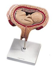 [3B] 5개월 횡위태아 L10/6 (5th Month Fetus,Transverse lie) 태아모형