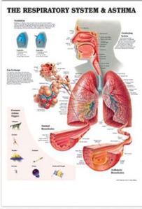 3D해부도(벽걸이)/9768/호흡기체계,천식차트,호흡기차트/the Respiratory System &amp; Asthma/ Size 54cmx74cm