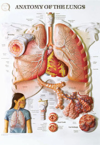 3D해부도(벽걸이)/BS103RR/폐해부도,폐차트/Anatomy of The Lungs/ Size 54cmx74cm