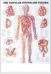 3D해부도(벽걸이)/8952/혈관계차트/The Vascular System and Viscera/ Size 54cmⅹ74cm