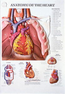 3D해부도(벽걸이)/02RR/심장해부도,심장해부차트/Anatomy of The Heart/ Size 54cmx74cm