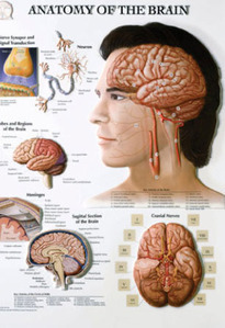 3D해부도(벽걸이)/BS105RR/뇌차트/Anatomy of The Brain/ Size 54cmx74cm