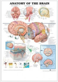 3D해부도(벽걸이)/9921/뇌차트/Anatomy of The Brain/ Size 54cmx74cm