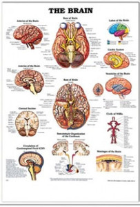 3D해부도(벽걸이)/9920/뇌차트/Anatomy of The Brain/ Size 54cmx74cm