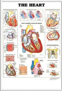 3D해부도(벽걸이)/9910/심장차트,심장병차트/Heart Anatomy/ Size 54cmx74cm