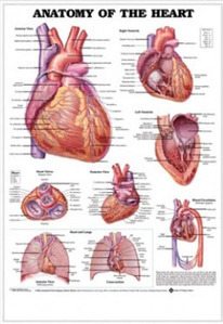 3D해부도(벽걸이)/9878B/심장해부차트,심장차트,심장병차트/Anatomy of The Heart/ Size 54cmx74cm