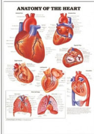 3D해부도(벽걸이)/9878/심장차트/Anatomy of The Heart/ Size 54cmx74cm