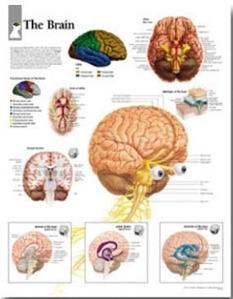 평면해부도(벽걸이)/1700/뇌차트/The Brain/ Size 54cmⅹ74cm