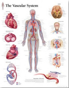 평면해부도(벽걸이)/1600/혈관계차트/The Vascular System/ Size 54cmⅹ74cm
